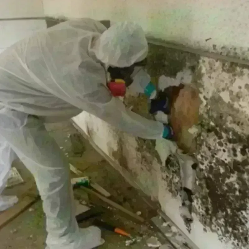 Mold Remediation and Removal in Oxford, MI